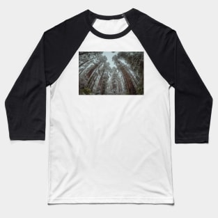 Snow in a Redwood Forest Baseball T-Shirt